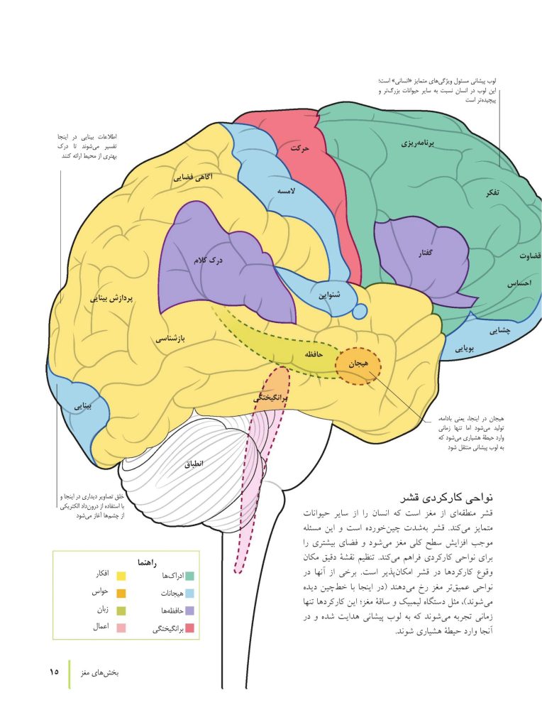 کتاب تناسب اندام مغز - صفحه 6