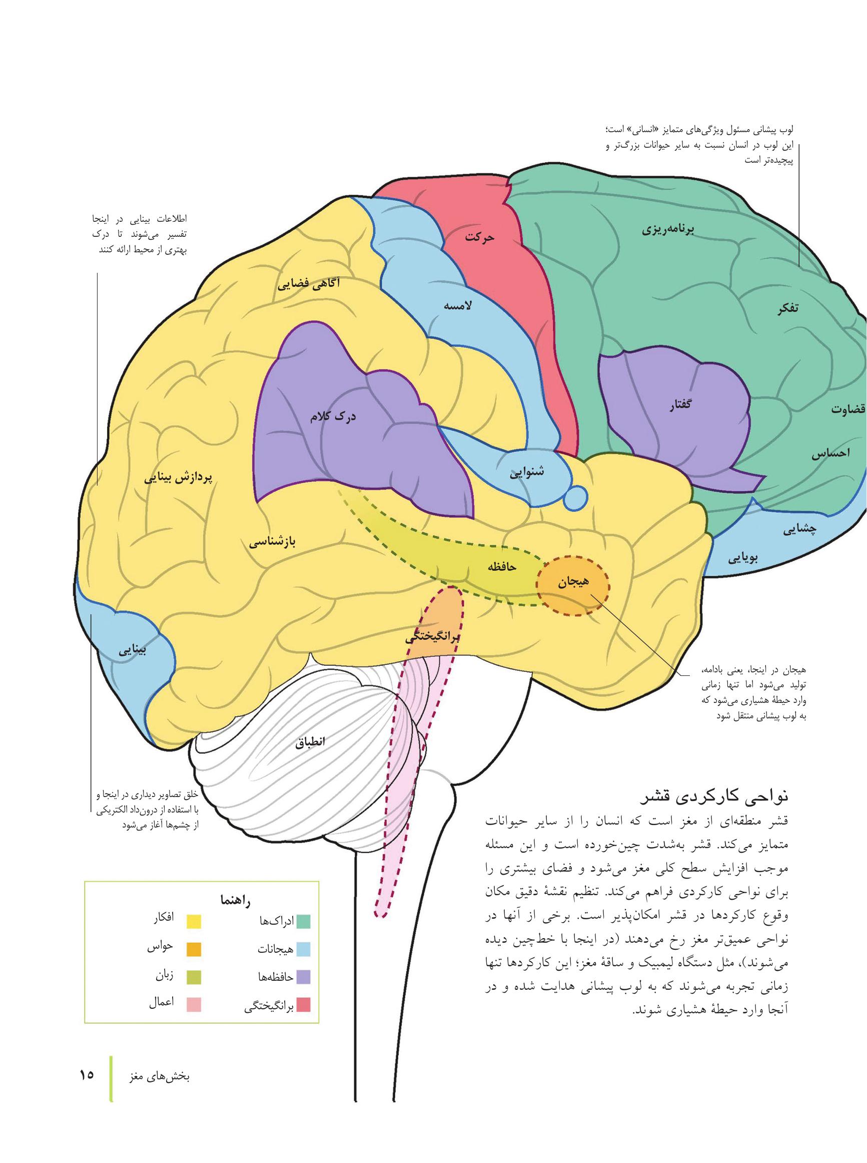 کتاب تناسب اندام مغز - صفحه 6