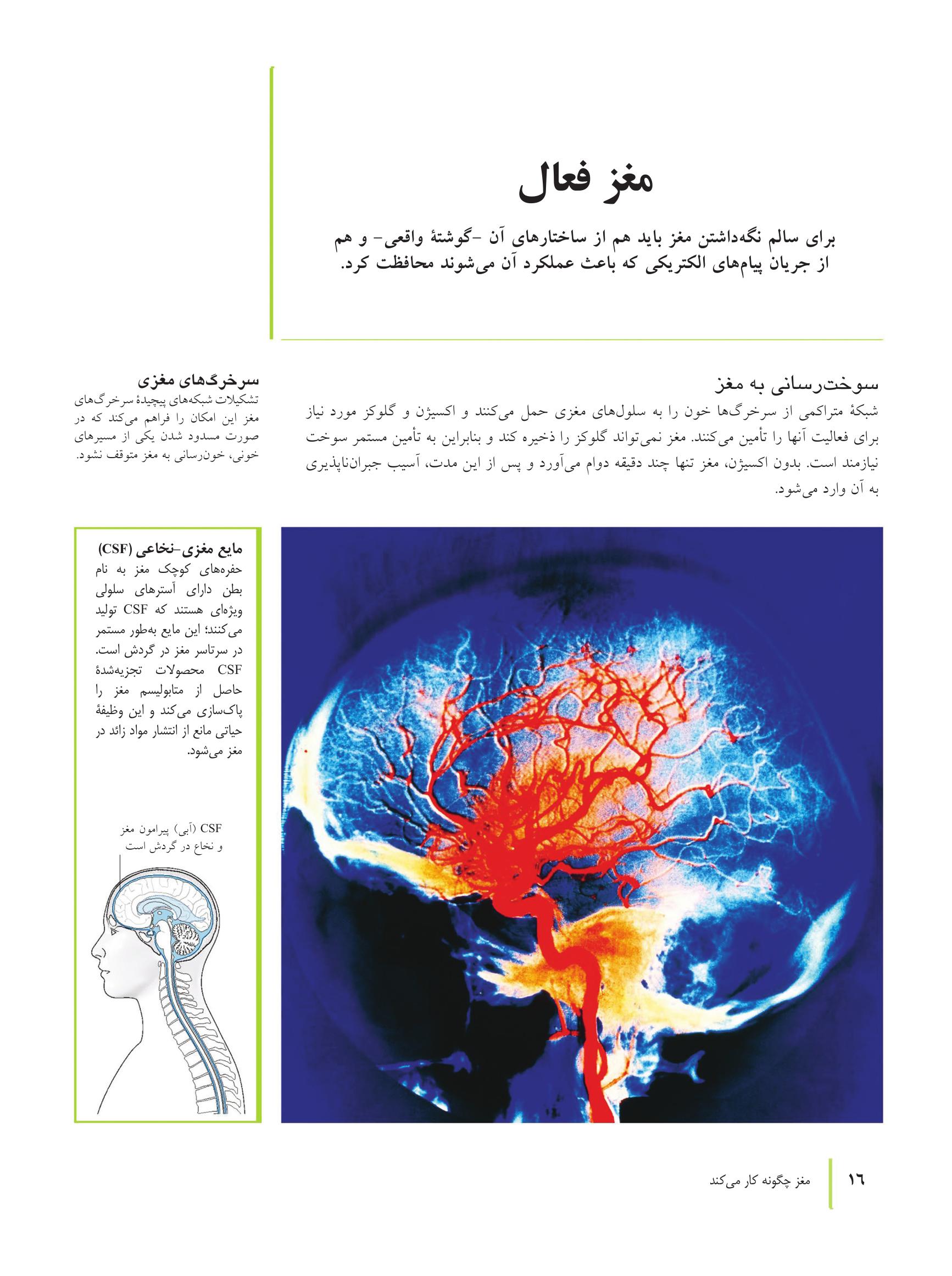 کتاب تناسب اندام مغز - صفحه 7