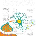 کتاب تناسب اندام مغز - صفحه 8