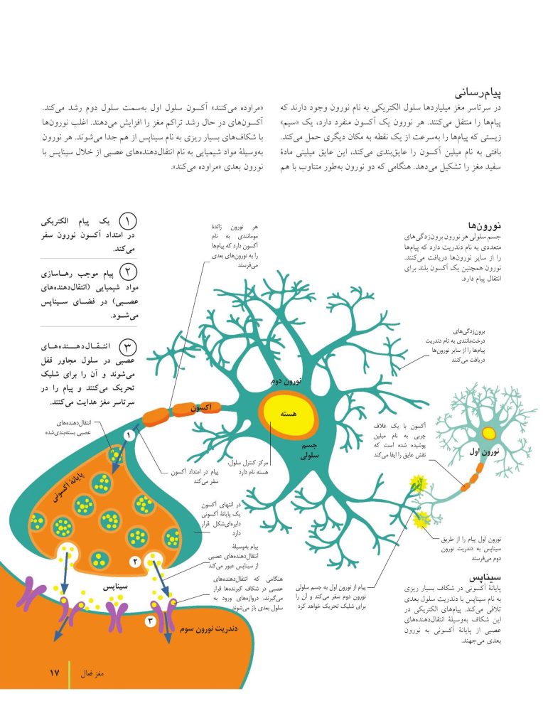 کتاب تناسب اندام مغز - صفحه 8