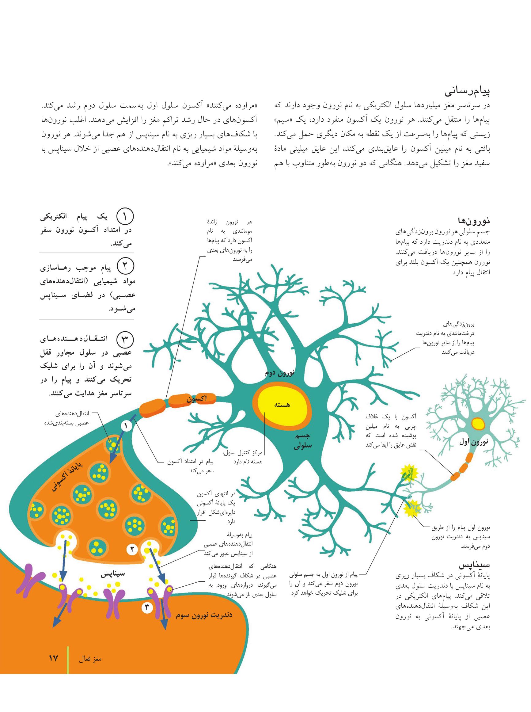 کتاب تناسب اندام مغز - صفحه 8