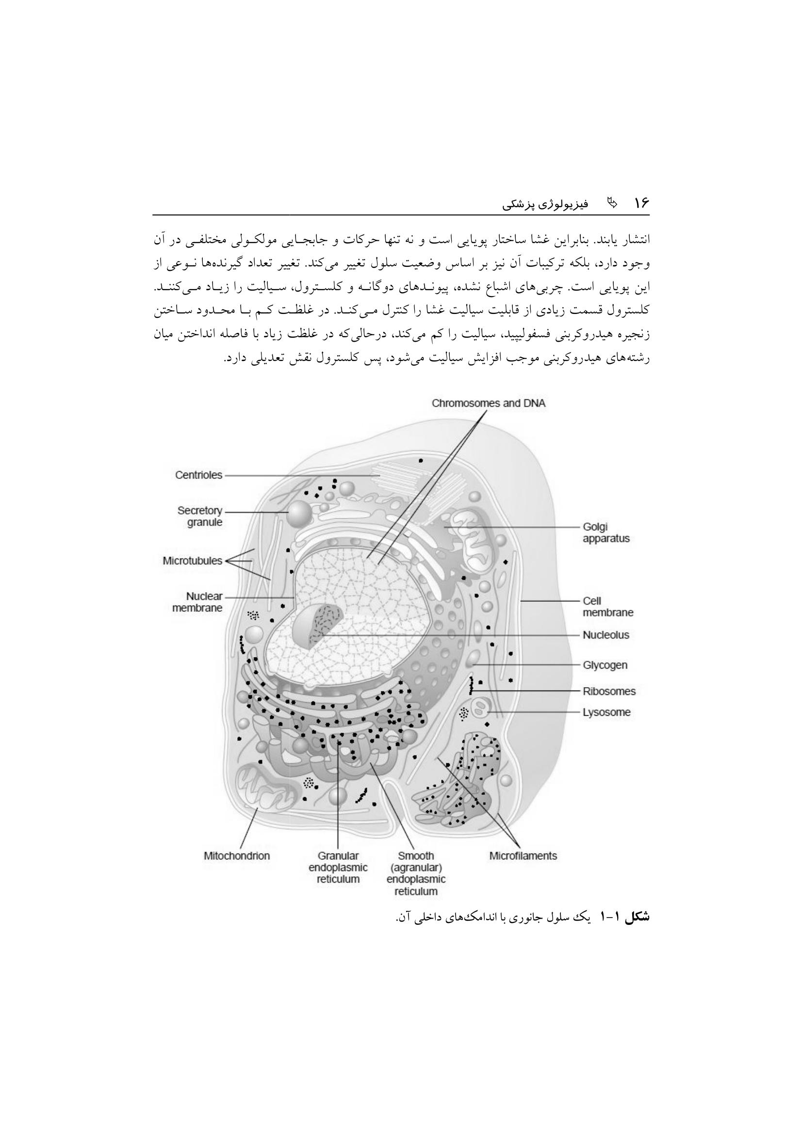 فیزیولوژی پزشكی - صفحه 13